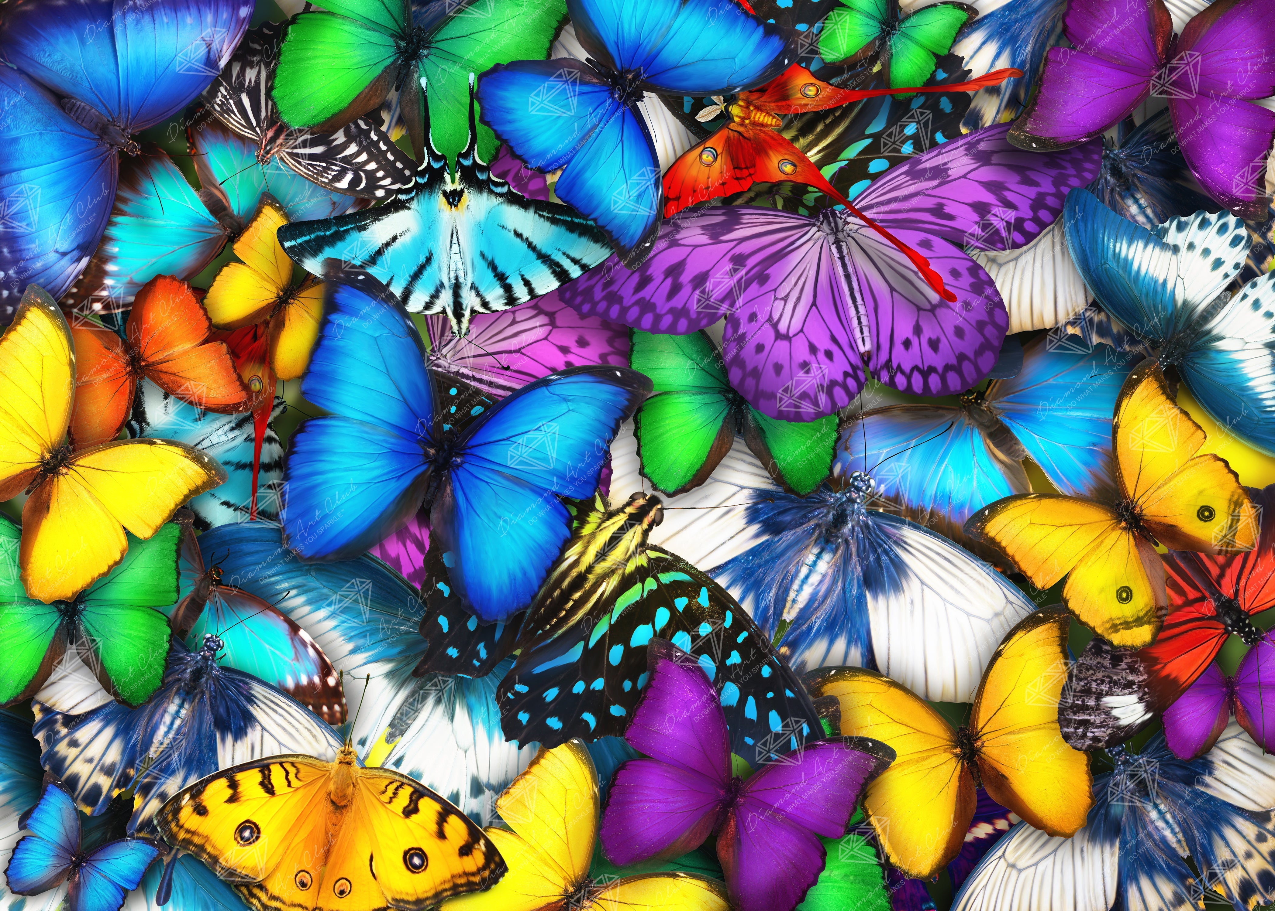Butterflies