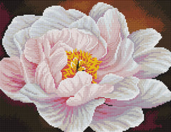 Peony Etude