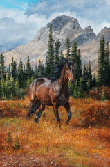 Rocky Mountain Freedom
